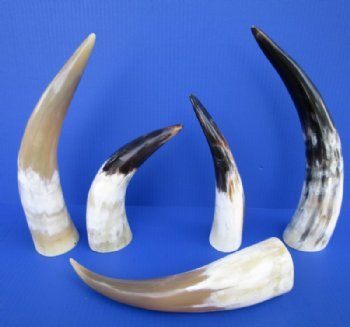 Cow Horns, Ox Horns, Cattle Horns