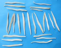 Coyote Baculum, Penis Bones <font color=red>Wholesale</font> 2-1/2 to 3 inches - 30 @ $3.15 each