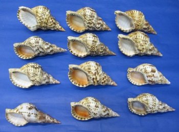 6 inches Genuine Atlantic Triton Trumpet Shells for Sale for Collecting and Decorating - Pack of 1 @ $15.49 each; Pack of 3 @ $12.40 each,