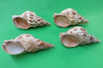 7 to 7-7/8 inches Caribbean and Atlantic Triton Trumpet Sea Shell for Sale,  - Pack of 1 @ $21.60 each; Pack of 3 @ $19.00 each