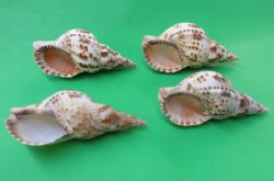 7 to 7-7/8 inches Atlantic Triton's Trumpet Shells <font color=red> Wholesale</font>  - 8 @ $12.00 each