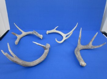 Whitetail Deer Antler Sheds, 15 to 22 inches along main beam -  Pack of 1 or 2 @ $18.75 each