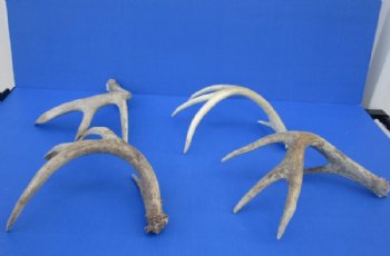 Whitetail Deer Antler Sheds, 15 to 22 inches along main beam -  Pack of 1 or 2 @ $18.75 each