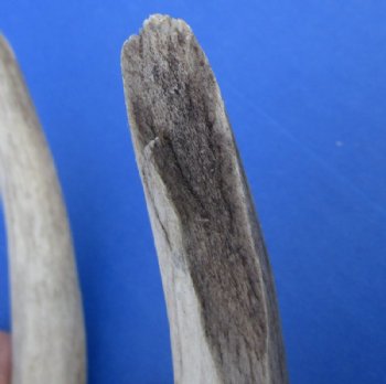 Whitetail Deer Antler Sheds, 15 to 22 inches along main beam -  Pack of 1 or 2 @ $18.75 each