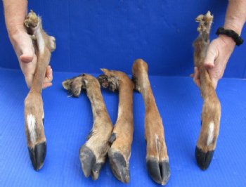 Natural Large Whitetail Deer Legs14 to 17 inches Preserved with Formaldehyde  $15.99 each; 3 @ $14.99 each