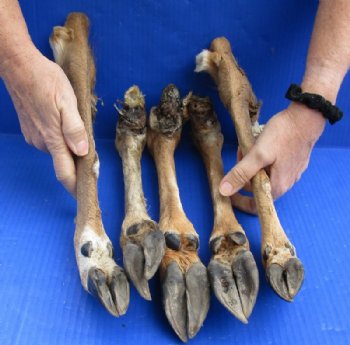 Natural Large Whitetail Deer Legs14 to 17 inches Preserved with Formaldehyde  $15.99 each; 3 @ $14.99 each