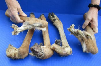 Natural Large Whitetail Deer Legs14 to 17 inches Preserved with Formaldehyde  $15.99 each; 3 @ $14.99 each