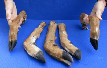 Natural Whitetail Deer Legs10 to 14 inches Preserved with Formaldehyde  $9.99 each; 3 @ $8.99 each