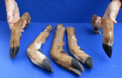 Natural Whitetail Deer Legs10 to 14 inches Preserved with Formaldehyde  $9.99 each; 3 @ $8.99 each