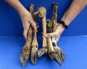 Natural Whitetail Deer Legs10 to 14 inches Preserved with Formaldehyde  $9.99 each; 3 @ $8.99 each