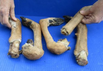 Natural Whitetail Deer Legs10 to 14 inches Preserved with Formaldehyde  $9.99 each; 3 @ $8.99 each