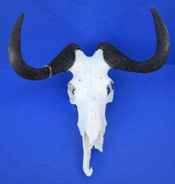 Discount African Animal Skulls