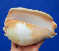 Eastern Pacific Giant Conch  