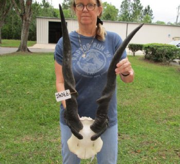 Common Bull Eland Skull Plates with Horns <font color=red> Wholesale</font> - $120.00 each;  3 @ $105.00 each