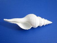 Fusinus forceps Seashells: White Spindle Seashells, 1 large whole shel –  Nature Beads