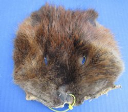 Tanned Beaver Face Pelts <font color=red> Wholesale </font> 6 to 8 inches Wide - 35 @ $2.70 each