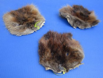 Tanned Beaver Face Pelts 6 to 8 inches Wide - 5 @ $4.05 each