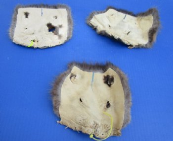 Tanned Beaver Face Pelts <font color=red> Wholesale </font> 6 to 8 inches Wide - 35 @ $2.70 each