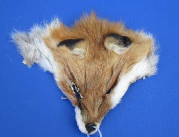 6-1/2 to 8-1/2 inches long Tanned Red Fox Face Pelts - <font color=red>2 @ $7.45 each</font> (Plus $7 Ground Advantage Shipping) 
