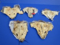 6-1/2 to 8-1/2 inches long Tanned Red Fox Face Pelts - <font color=red>2 @ $7.45 each</font> (Plus $7 Ground Advantage Shipping) 