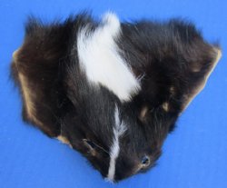 Tanned Skunk Face Pelts 4 to 8 inches Wide - 5 @ $4.05 each