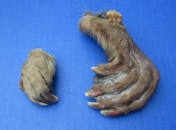 Cured Beaver Front and Back Feet, Beaver Foot, 2 to 7 inches - 5 @ $3.38 each