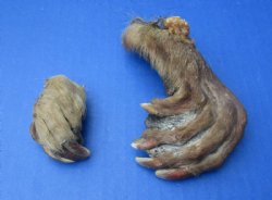 Cured Beaver Front and Back Feet, Beaver Foot, 2 to 7 inches - 5 @ $3.38 each