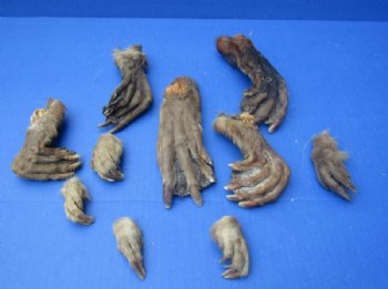 Cured Beaver Front and Back Feet, Beaver Foot, 2 to 7 inches - 5 @ $3.38 each