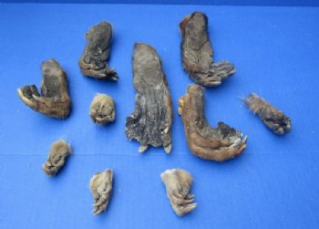 Cured Beaver Front and Back Feet, Beaver Foot, 2 to 7 inches - 5 @ $3.38 each