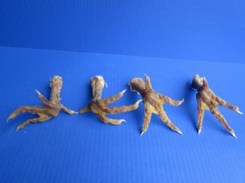 Cured Dried Chicken Feet with Legs - 3 @ $6.40 each; 6 @ $5.63 each