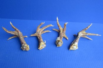 Cured Dried Chicken Feet with Legs - 3 @ $6.40 each; 6 @ $5.63 each