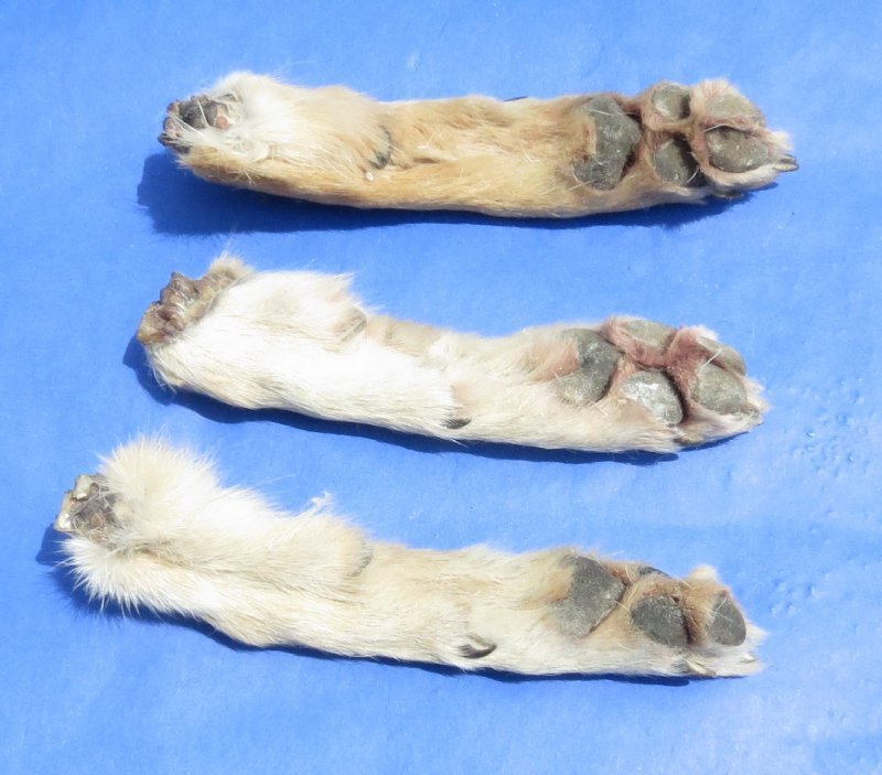 Wholesale Real Cured Coyote Feet, Coyote Paws for Crafts