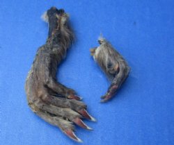 Preserved/Cured Real Muskrat Feet, Muskrat Paws 1 to 3 inches, Assorted Front and Back Feet - 10 @ $1.50 each