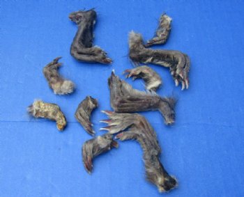 Preserved/Cured Real Muskrat Feet, Muskrat Paws 1 to 3 inches, Assorted Front and Back Feet - 10 @ $1.50 each