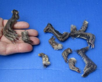 Preserved/Cured Real Muskrat Feet, Muskrat Paws 1 to 3 inches, Assorted Front and Back Feet - 10 @ $1.50 each