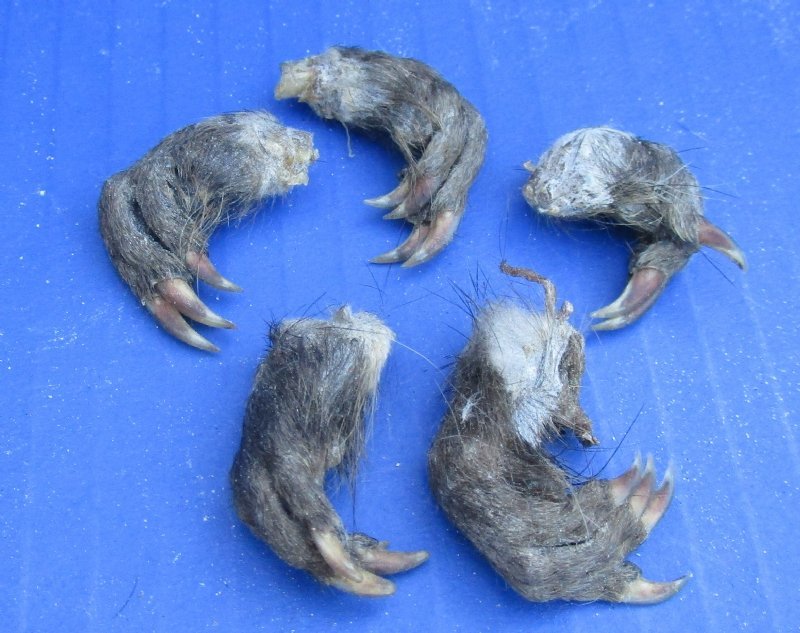 Authentic Borax Cured North American Muskrat Front Feet for Sale