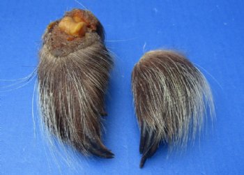 Cured North American Porcupine Feet, 2-1/2 to 3-1/2 inches - 5 @ $5.40 each