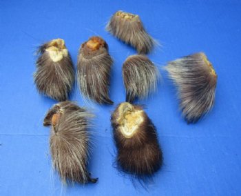 Cured North American Porcupine Feet, 2-1/2 to 3-1/2 inches - 5 @ $5.40 each