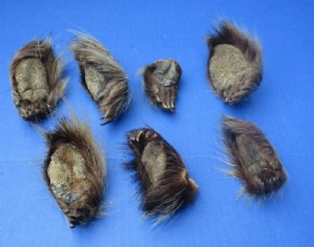 Cured North American Porcupine Feet, 2-1/2 to 3-1/2 inches - 5 @ $5.40 each