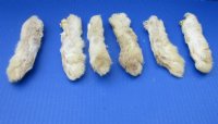 6 inches Preserved Rabbits' Back Feet, Foot - 6 @ $3.20 ;12 @ $3.00 each