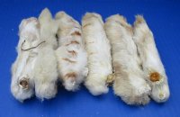 6 inches Preserved Rabbits' Back Feet, Foot - 6 @ $3.20 ;12 @ $3.00 each