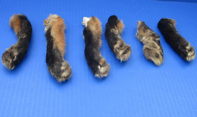 4 to 6 inches Real Cured Red Fox Feet, Paws for Crafts in Bulk