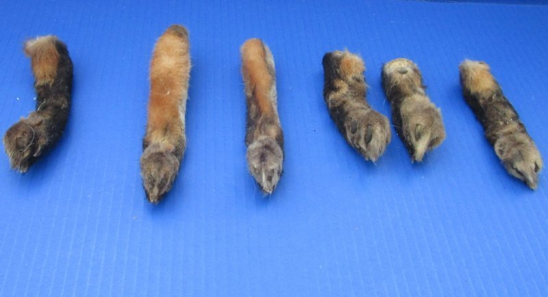 Real Cured Red Fox Feet for Sale Wholesale