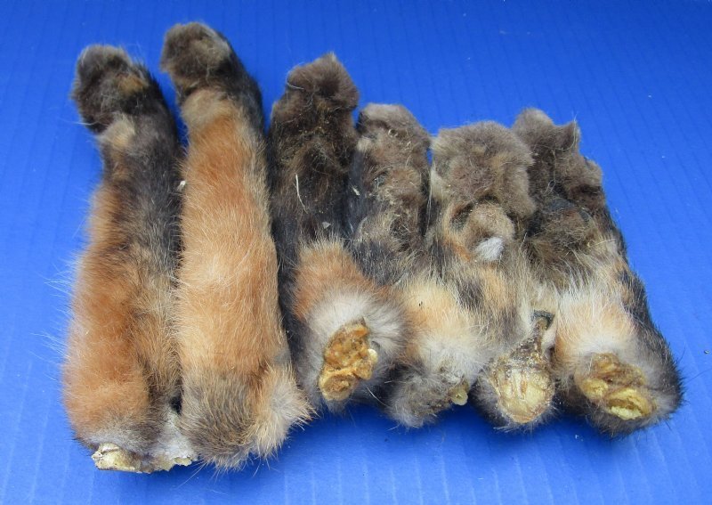 Real Cured Red Fox Feet for Sale Wholesale