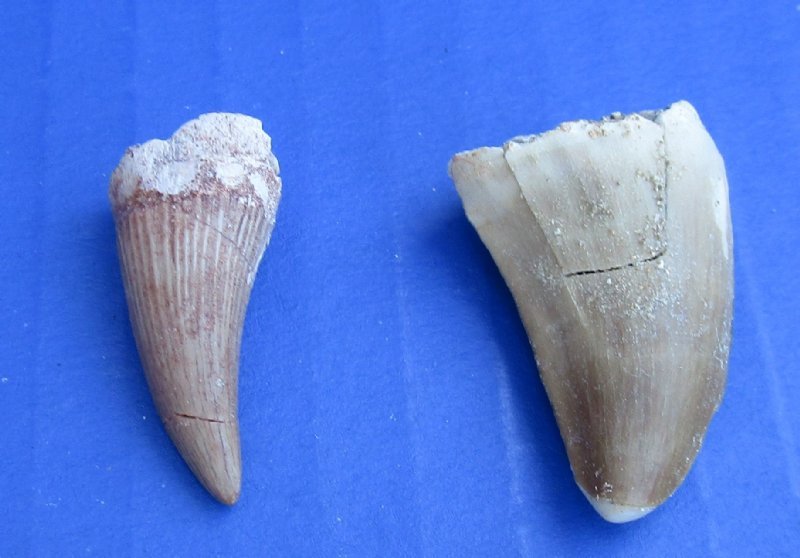 5/8 to 1-1/4 inches Fossil Mosasaur Teeth, Mosasaurus Dinosaur Teeth for  Sale