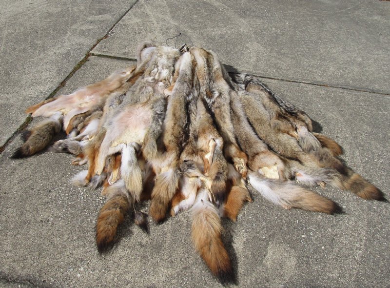 Wholesale Soft Tanned Coyote Pelts, Hides, Skins for Sale $80 each