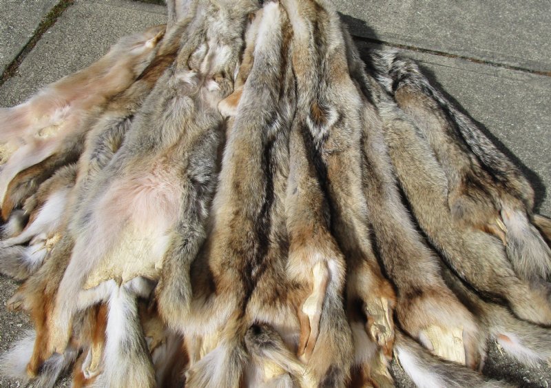 Wholesale Soft Tanned Coyote Pelts, Hides, Skins for Sale $80 each