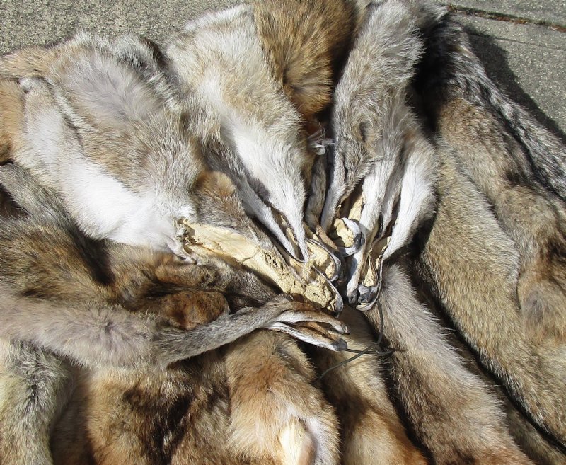 Wholesale Soft Tanned Coyote Pelts, Hides, Skins for Sale $80 each