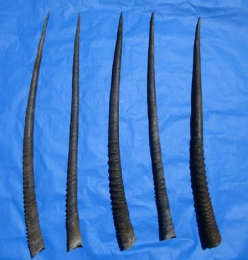 Gemsbok Horns, Oryx Horns,