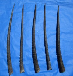 Gemsbok Horns, Oryx Horns,